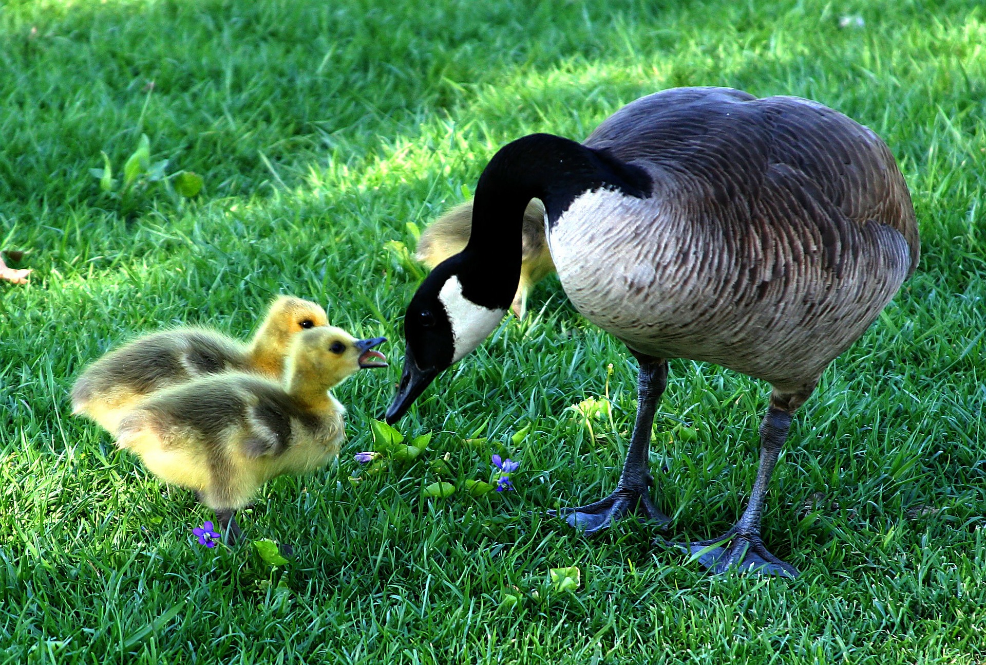 goose goose duck canada goose