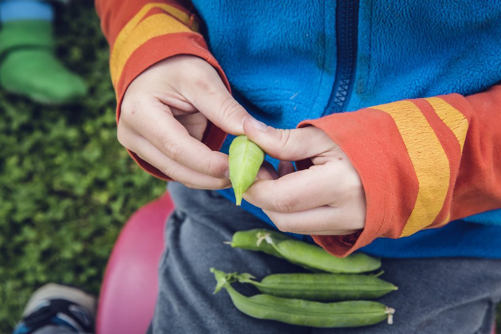 child picking peas
