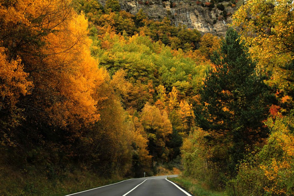 road with fall foliage 