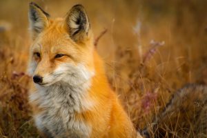 fox in field