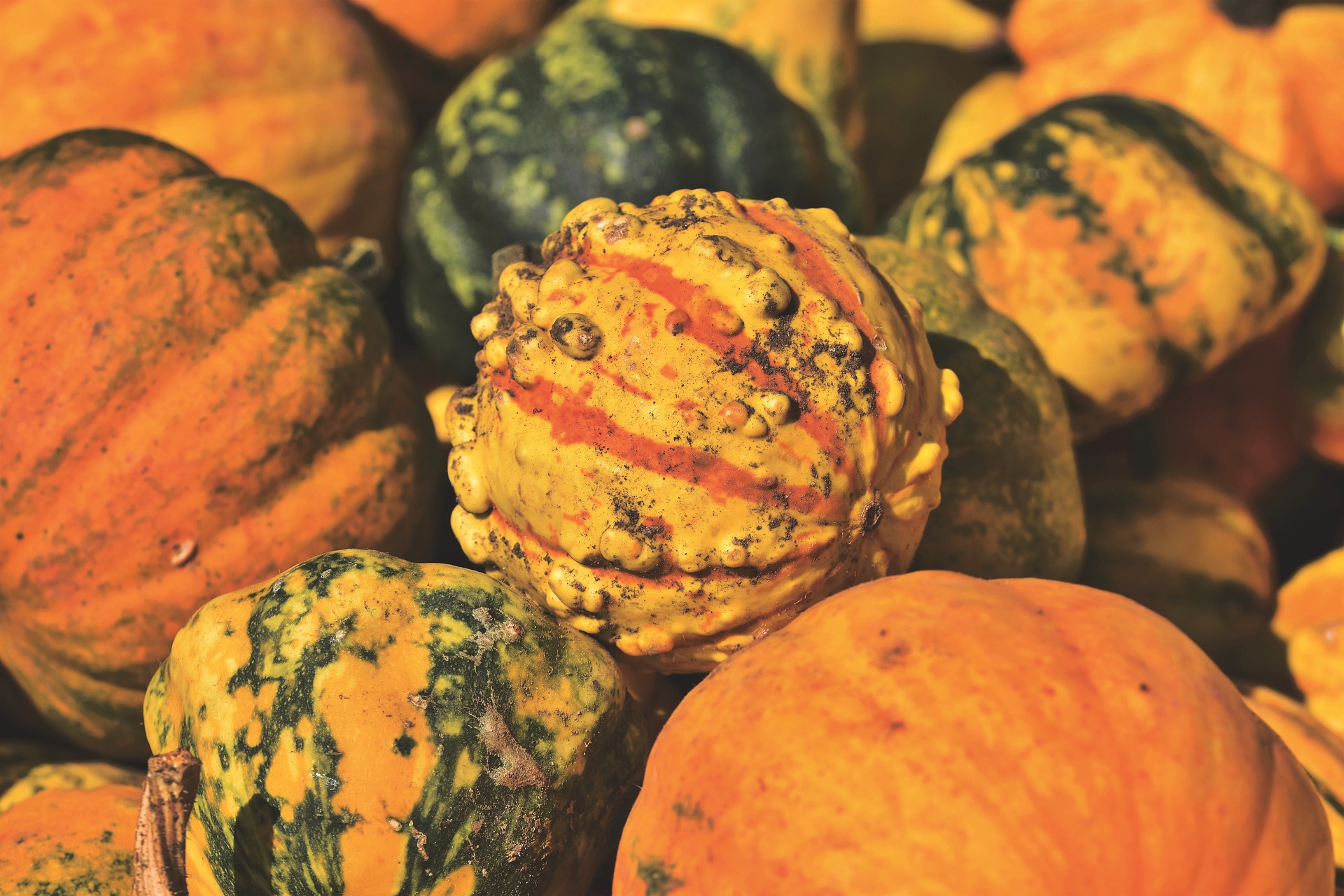 Variedades De Calabazas De Invierno - EFNEP - Expanded Food And ...